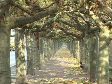 Wesel-Büderich : Weseler Straße, die filigrane Platanenallee ist einzigartig am Niederrhein
